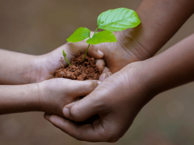 hands of adult cradling a child's hands holding dirt and a small leafy plant