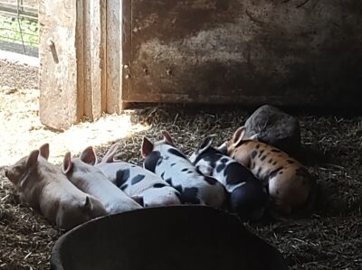 Piglets enjoying the sun